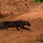 Niezwykle rzadki lampart uchwycony na zdjęciu! "Był zaledwie kilka metrów od nas"