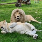 Niezwykle rzadkie zwierzęta w Zoo Safari Borysew. Poznajcie rodzinę białych lwów 