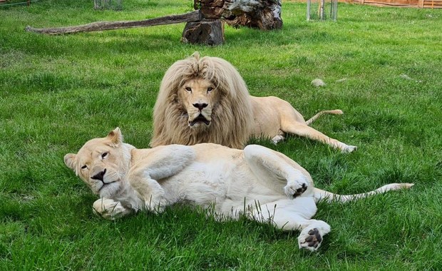 Niezwykle rzadkie zwierzęta w Zoo Safari Borysew. Poznajcie rodzinę białych lwów 
