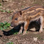 Niezwykłe świnie urodziły się w Polsce. Gdy dorosną, staną się pomarańczowe