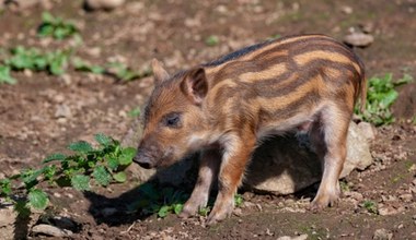Niezwykłe świnie urodziły się w Polsce. Gdy dorosną, staną się pomarańczowe