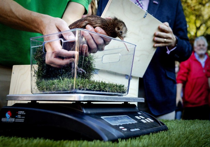 Niezwykłe wydarzenie w Nowej Zelandii. "To wspaniały prezent bożonarodzeniowy"