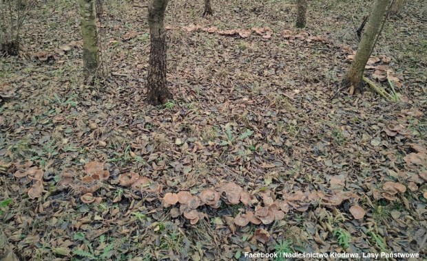 Niezwykłe zjawisko w lesie. "Czarcie kręgi, kręgi czarownic"