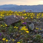 Niezwykłe zjawisko w parku narodowym. Pojawiło się po 10 latach