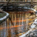 Niezwykłe zjawisko w polskich lasach. Dlaczego woda wygląda jak herbata?