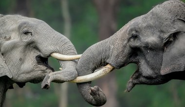 Niezwykłe znalezisko w Indiach. Słonie mają rytuał podobny do ludzkiego