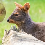 Niezwykle zwierzę zauważyli w zaroślach turyści. Jest niesłychanie piękne