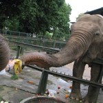 Niezwykły dar dla polskiego zoo. Ogromne serce waży ponad 20 kg