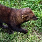Niezwykły drapieżnik pojawił się nagle na nagraniu. Miał wymrzeć w XIX w.