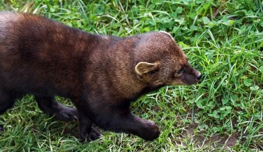 Niezwykły drapieżnik pojawił się nagle na nagraniu. Miał wymrzeć w XIX w.