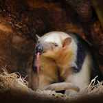 Niezwykły dziwak z pazurami urodził się w polskim zoo. Co to w ogóle jest?