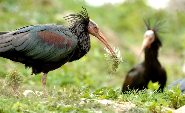 Niezwykły gość w portugalskim mieście. Zagrożony wyginięciem ptak pokazał się mieszkańcom