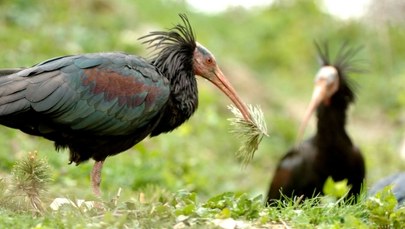 Niezwykły gość w portugalskim mieście. Zagrożony wyginięciem ptak pokazał się mieszkańcom