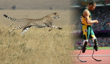 Niezwykły patent geparda na szybkość. Na nim wzorował się Oscar Pistorius