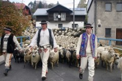 Niezwykły pochód owiec w Szczawnicy – poznaj sekrety góralskiej tradycji!