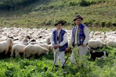 Niezwykły pochód owiec w Szczawnicy – poznaj sekrety góralskiej tradycji!