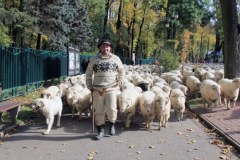 Niezwykły pochód owiec w Szczawnicy – poznaj sekrety góralskiej tradycji!