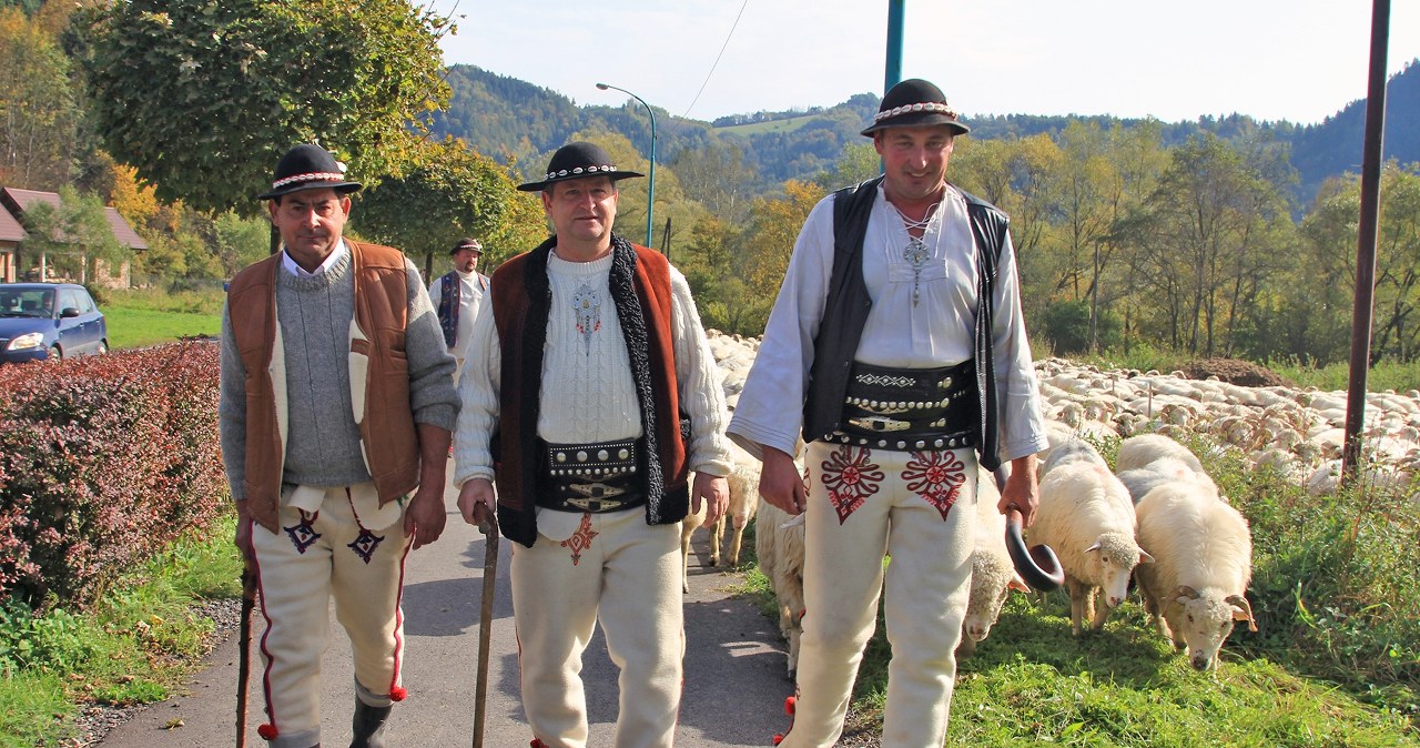 Niezwykły pochód owiec w Szczawnicy – poznaj sekrety góralskiej tradycji!