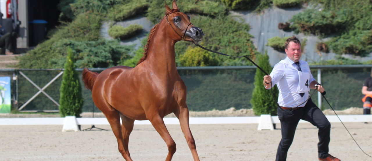 Niezwykły pokaz koni arabskich w Michałowicach
