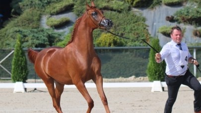 Niezwykły pokaz koni arabskich w Michałowicach