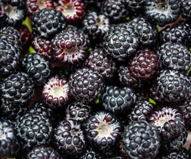 Niezwykły polski superfood nie tylko dla cukrzyka. Ma arsenał antyoksydantów, działa przeciwzapalnie 