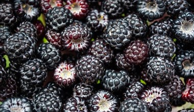Niezwykły polski superfood nie tylko dla cukrzyka. Ma arsenał antyoksydantów, działa przeciwzapalnie 