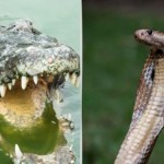 Azja Niezwykły pomysł. Granicy będą strzegły jadowite węże i krokodyle