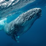 Niezwykły śpiew wielorybów zbadany przez naukowców