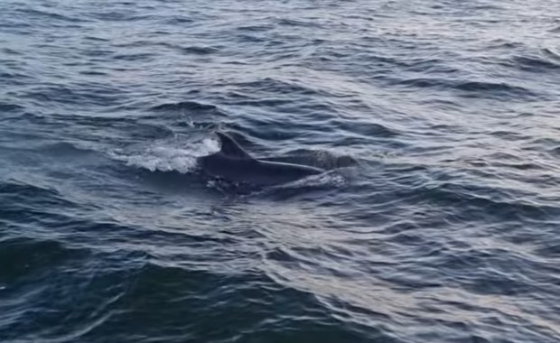 Niezwykły widok! Delfiny w Bałtyku