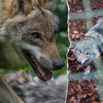 Niezwykły wilk z Pomorza. Kamyk porusza serca ludzi z całej Polski 