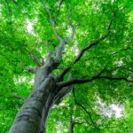 Niezwykły wynalazek Polaków. Możemy teraz posłuchać mowy drzew