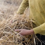 Niezwykły zabieg na bóle mięśni i słabe krążenie. Stosowali go alpejscy rolnicy