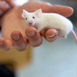 Nigdy czegoś takiego nie widzieli. W jednym domu było ich ok. 500