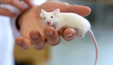 Nigdy czegoś takiego nie widzieli. W jednym domu było ich ok. 500