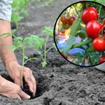 Nigdy nie sadź tych roślin w sąsiedztwie pomidorów. Uprawa szybko zmarnieje