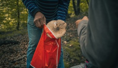 Nigdy nie zbieraj grzybów w ten sposób. To ogromny błąd