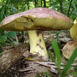 Nigdy nie zrywaj tego grzyba. Mandat będzie droższy, niż luksusowe wakacje