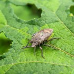 Nigdy więcej nie kupuj tych roślin! Przyciągają pluskwiaki do Twojego domu