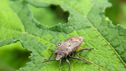 Nigdy więcej nie kupuj tych roślin! Przyciągają pluskwiaki do Twojego domu