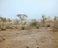 Nigeria: sawanna w okolicach Maiduguri /Encyklopedia Internautica