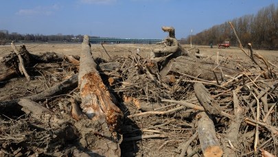 ​NIK alarmuje: Drzewa w miastach przegrywają z inwestycjami