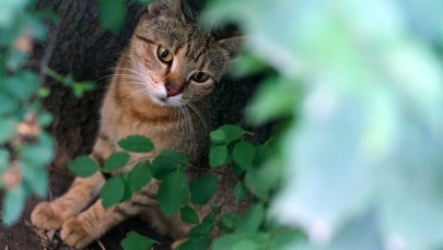 NIK alarmuje: Rośnie liczba bezdomnych psów i kotów