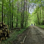 NiK krytycznie o Lasach Państwowych: małe zalesienia, zbyt wysokie koszty