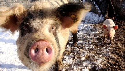 NIK krytycznie o programie, który miał zahamować Afrykański Pomór Świń