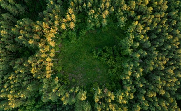 NIK krytykuje kosztowne programy Lasów Państwowych. "Nie ograniczyły emisji CO2"