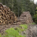 NIK krytykuje Lasy Państwowe. "Cel biznesowy góruje nad ekologicznym"