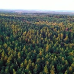 ​NIK krytykuje zarządzanie lasami prywatnymi