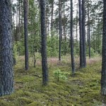 NIK o Lasach Państwowych: Ceny drewna spadały, pensje pracowników rosły