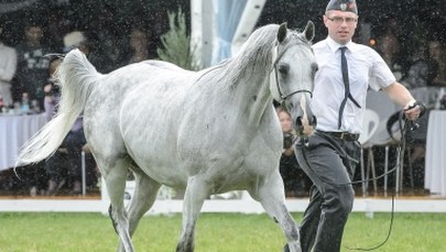 Nikt nie przyczynił się do śmierci koni z Janowa. Padły, bo zachorowały