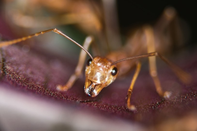 Nikt nie wie, skąd wzięły się mrówki w oczach dziewczynki /123RF/PICSEL